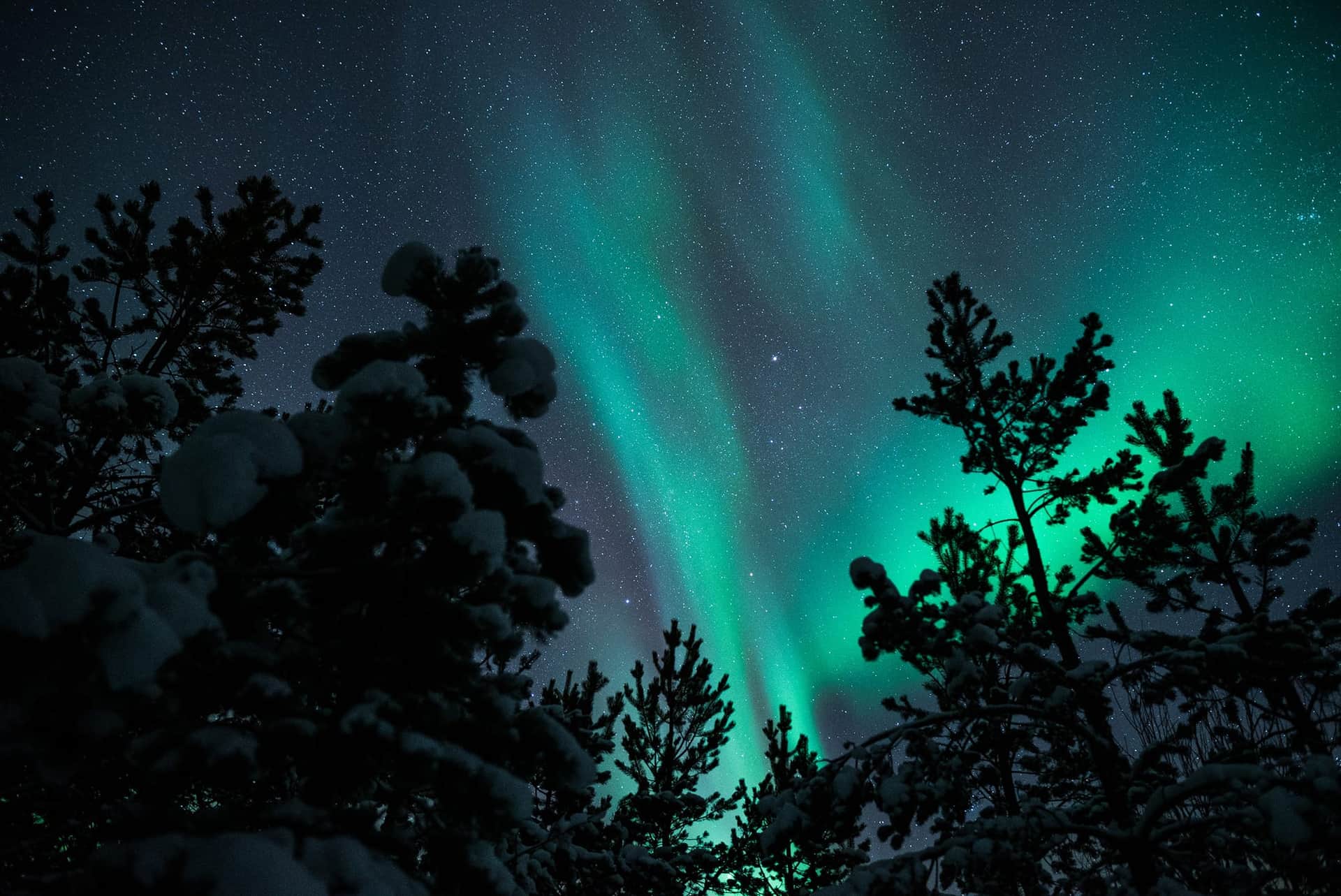 Aurore Boréale dans la foret à Tromso en Norvège