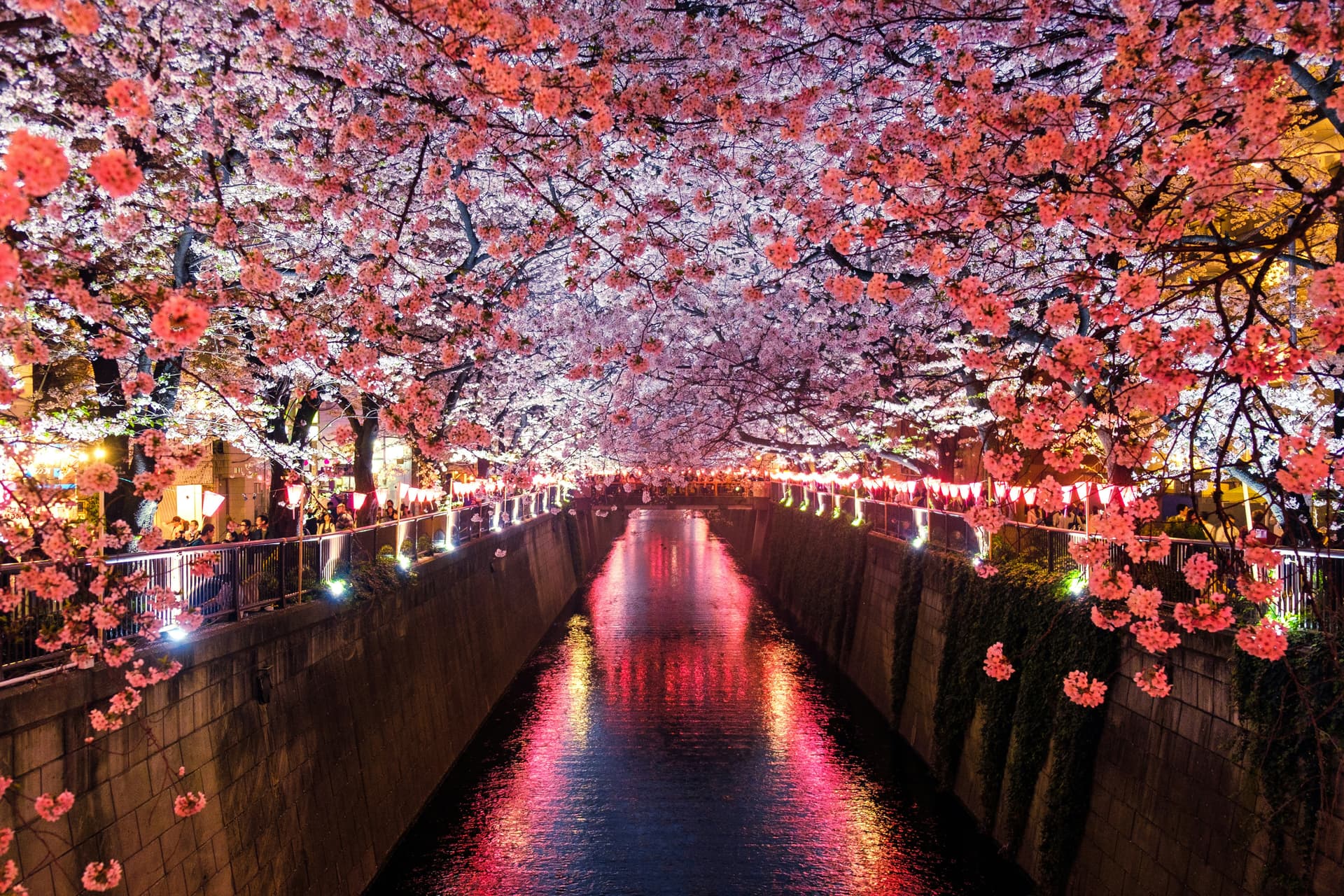 Cerisiers en fleurs sakura au Japon
