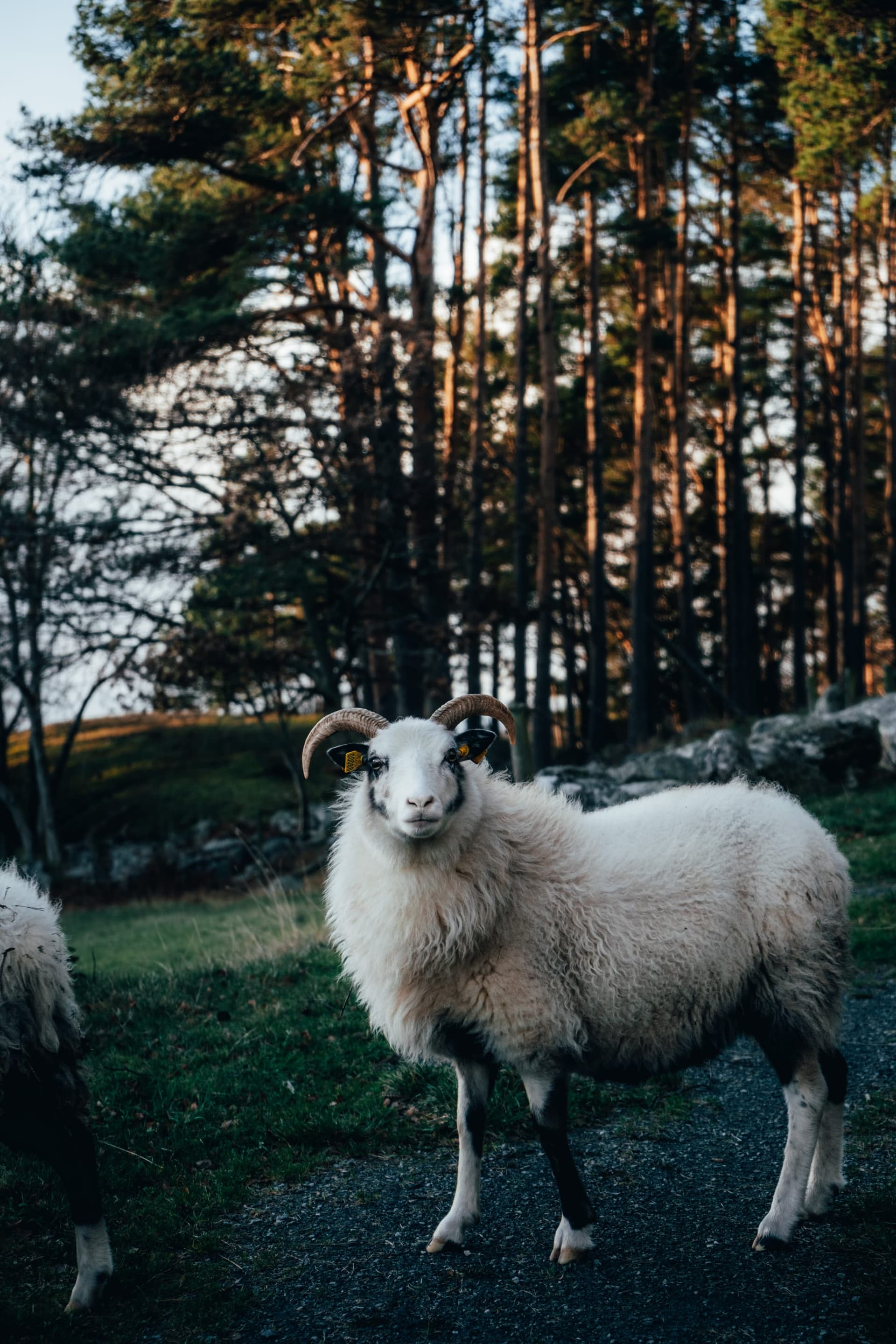Les îles de Stavanger – Vassøy, Lindøy