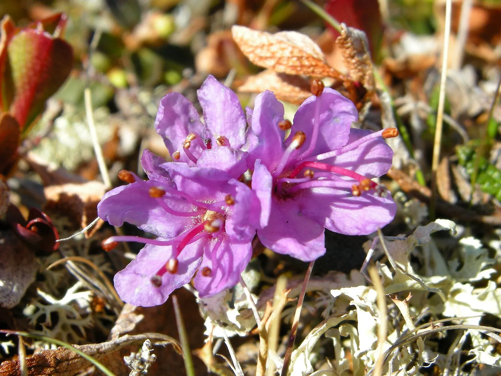 fleurs mauves de rhododendron de Laponie dans la toundra du Finnmark, en Norvège