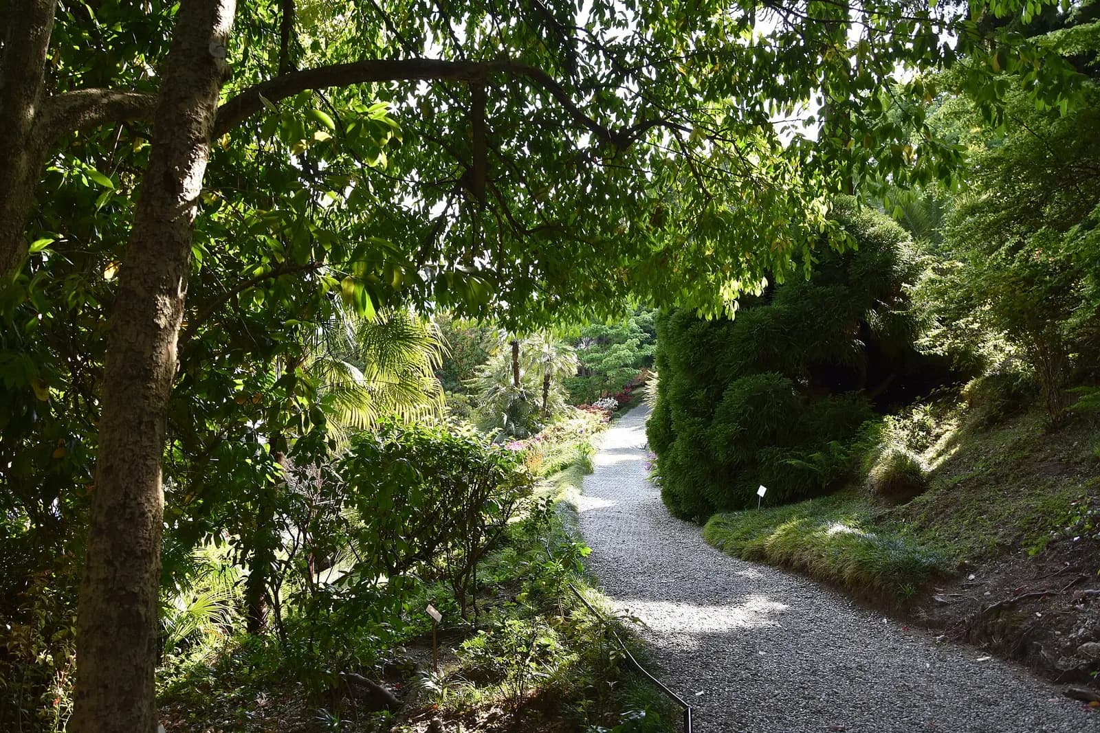 allée ombragée serpentant dans le jardin botanique de la Villa Carlotta