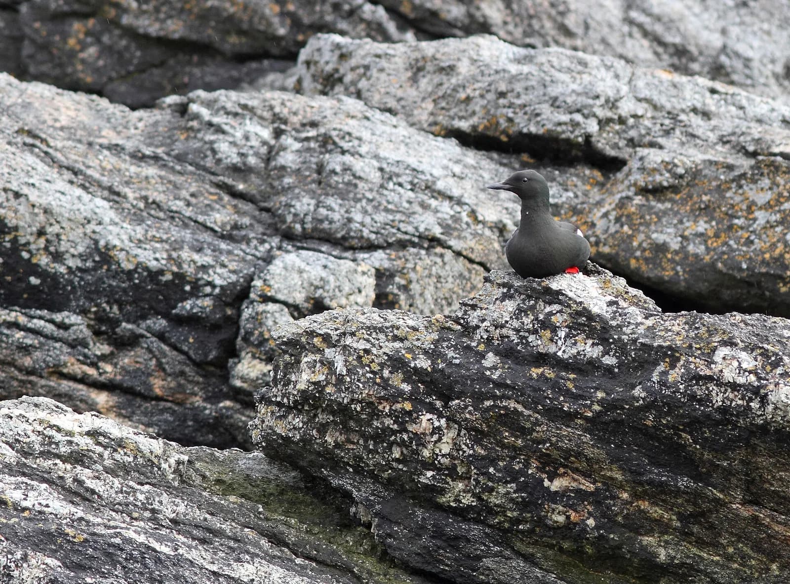 guillemot à miroir posé sur un rocher côtier au large des Lofoten