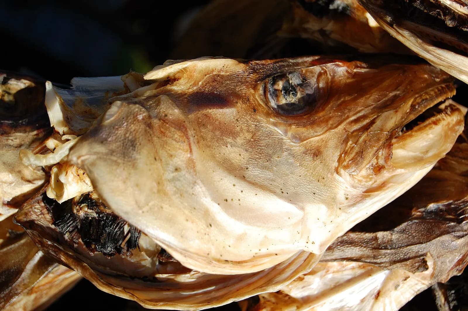 gros plan sur une morue séchée, le fameux tørrfisk des Lofoten