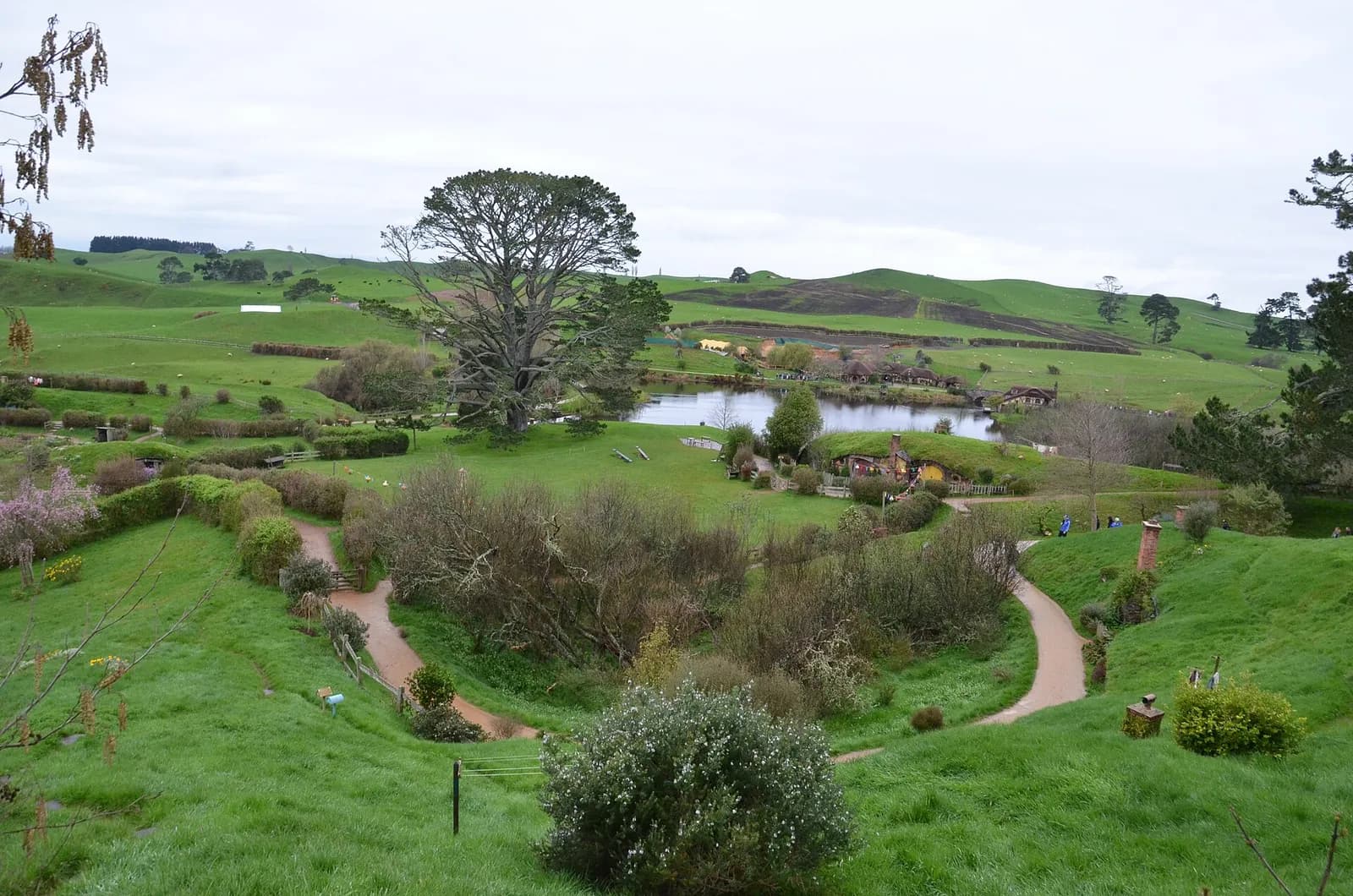les sentiers de la Comté serpentent vers l'étang et le grand arbre de Hobbiton