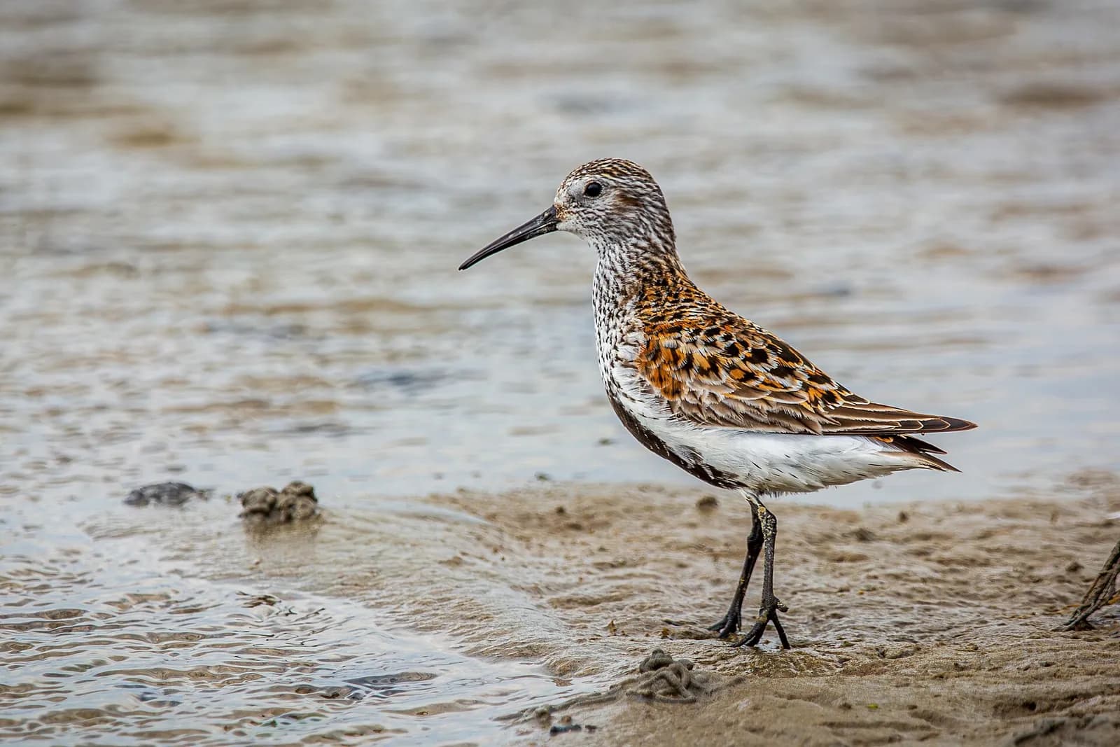 bécasseau variable arpentant le sable humide au bord de l'eau