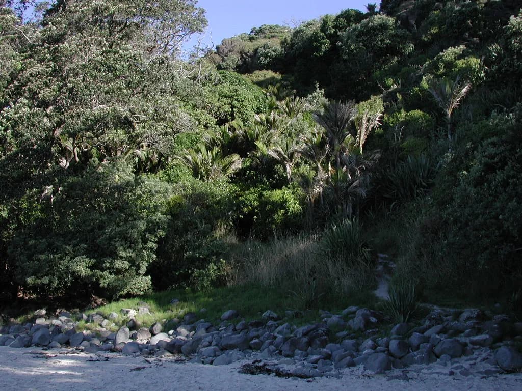 la forêt native dense qui borde le sentier d'accès à New Chums Beach