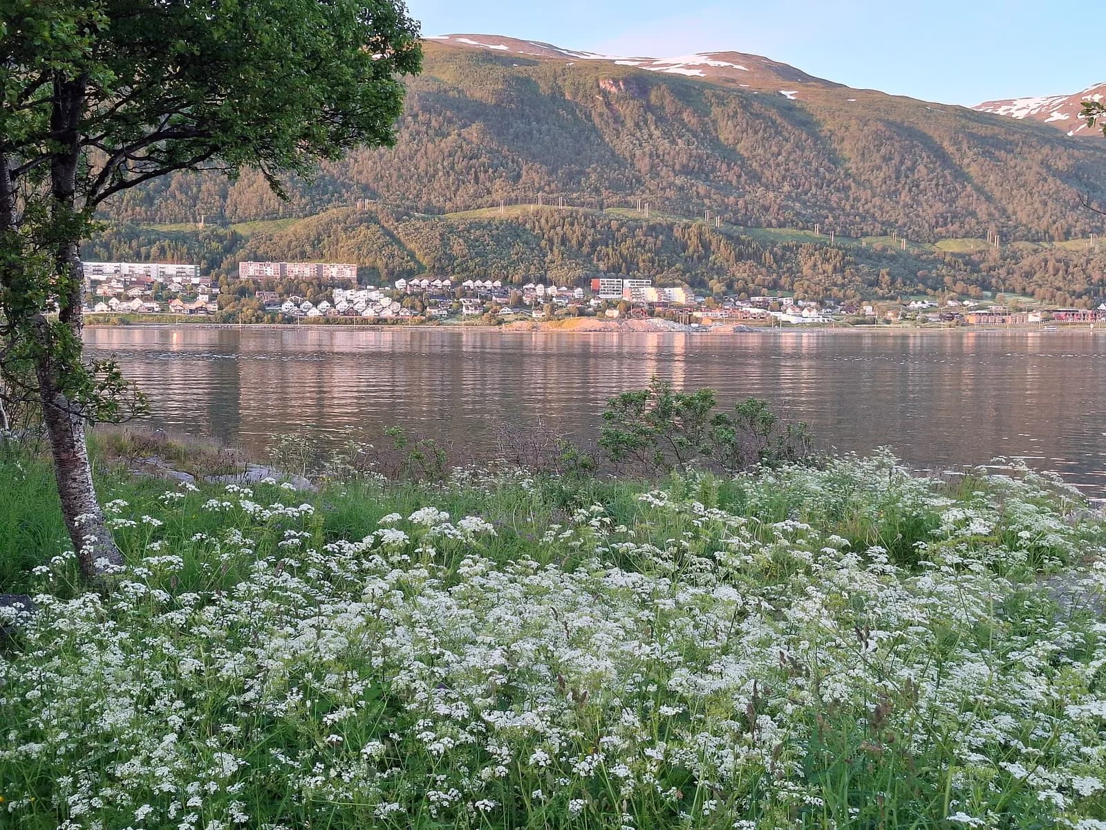 Tromsø baignée par la lumière dorée du soleil de minuit, avec des fleurs sauvages au premier plan