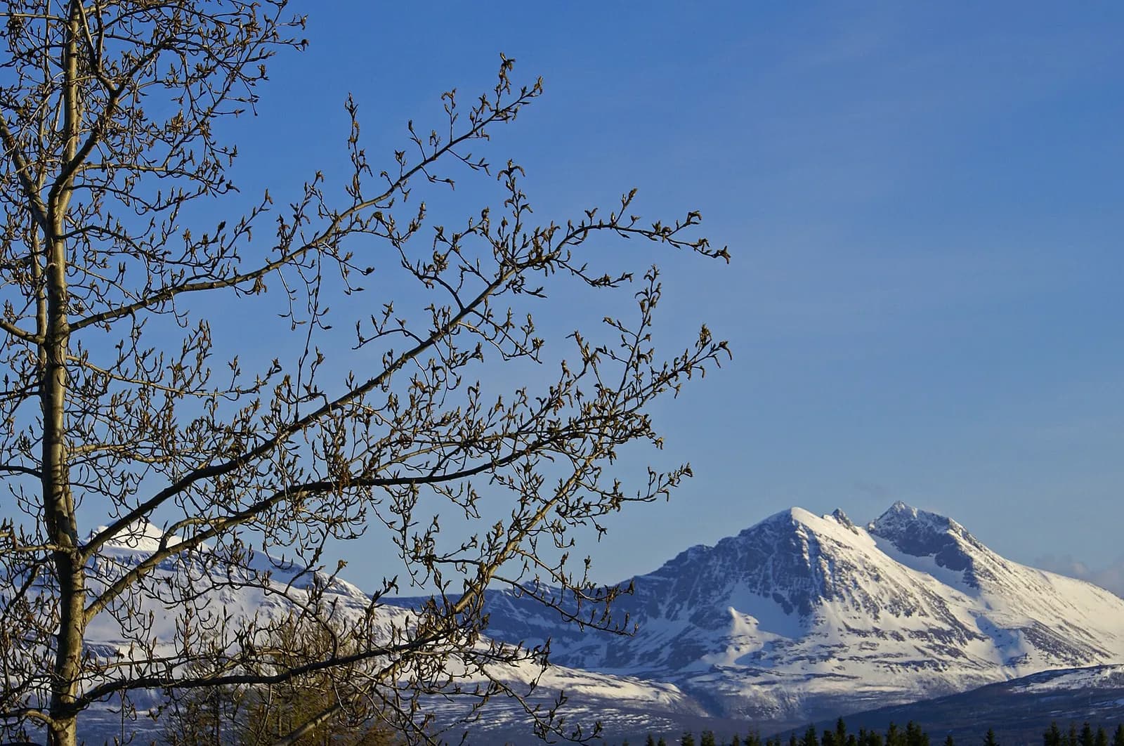 branches encore nues et montagne enneigée sous un ciel bleu lors d'une soirée de printemps à Tromsø