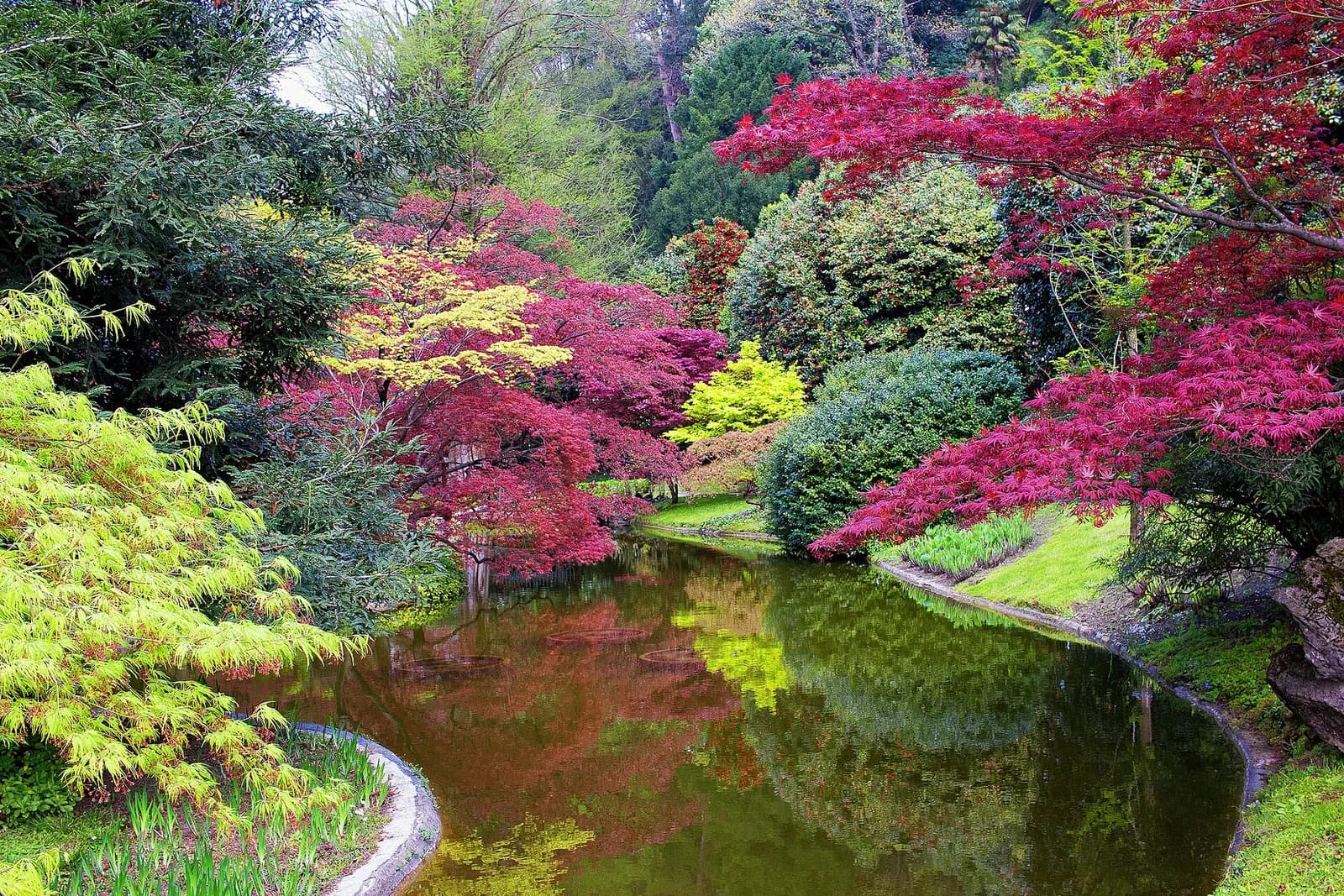 étang du jardin japonais de la Villa Melzi bordé d'érables rouges
