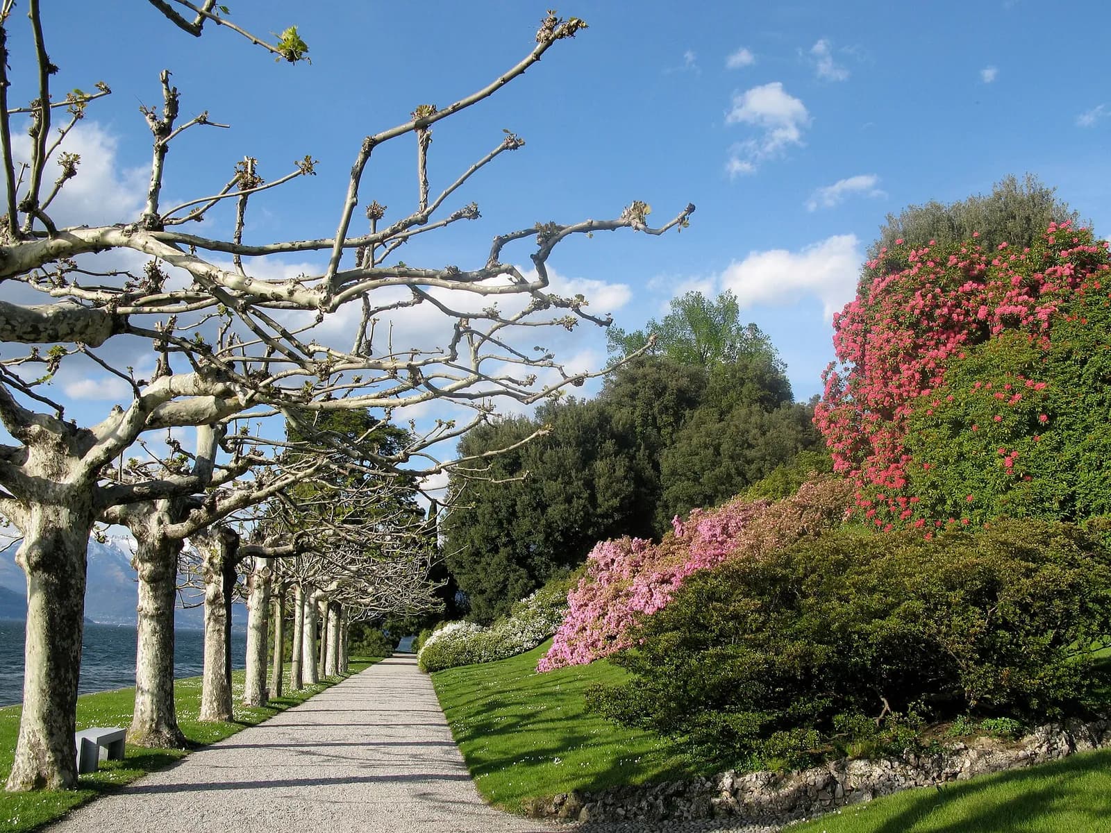 allée de platanes taillés et rhododendrons en fleurs dans les jardins de la Villa Melzi