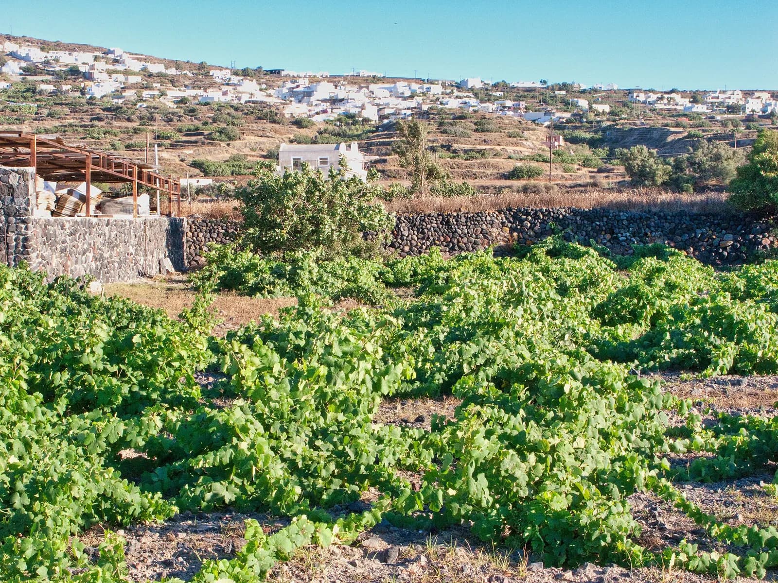 old assyrtiko vines trained in kouloura baskets at Domaine Sigalas