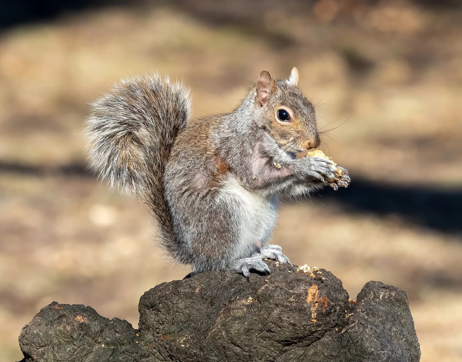 écureuil gris grignotant une noix sur un rocher de Central Park