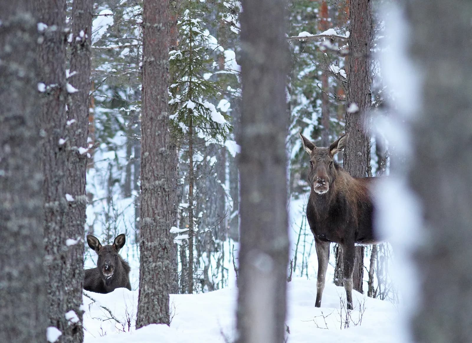 femelle élan et son petit dans une forêt de pins enneigée en Norvège