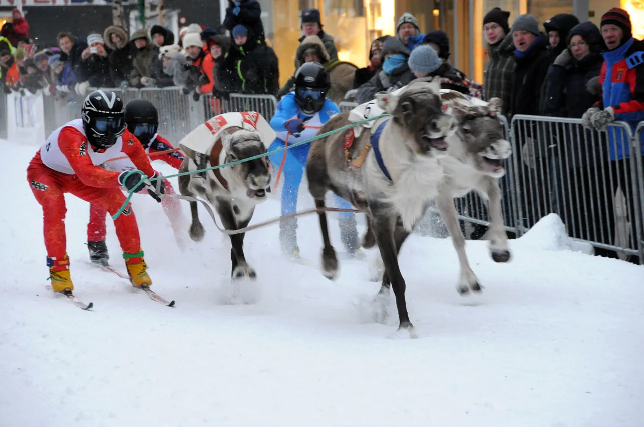 course de rennes dans les rues de Tromsø lors de la fête nationale sami