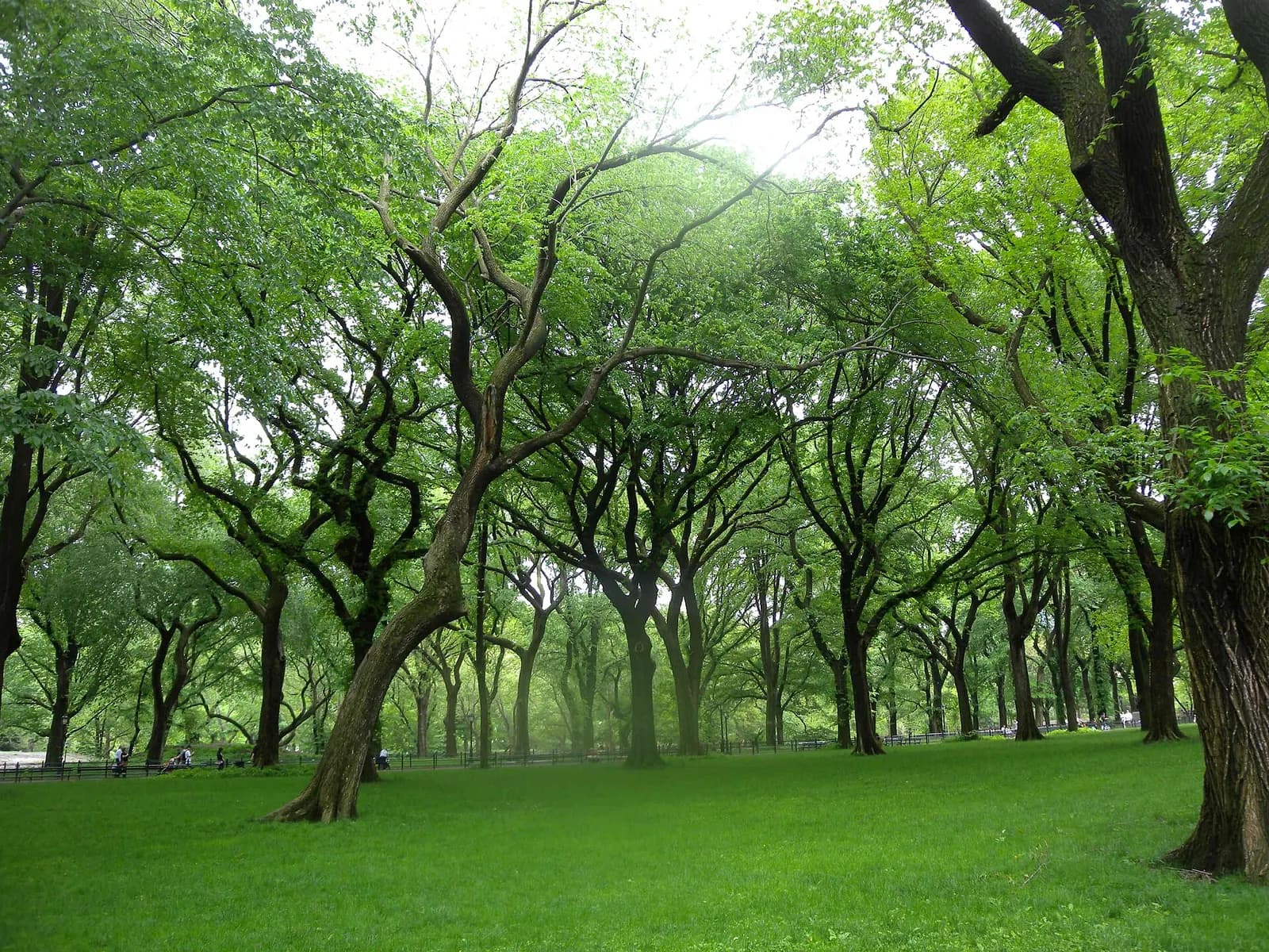 la grande allée du Mall bordée d'ormes majestueux au printemps, dans Central Park