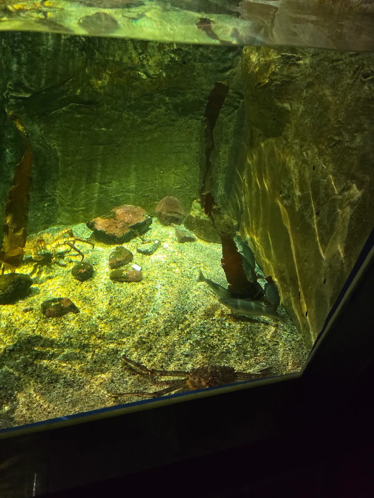 bassin d'aquarium peuplé de poissons et d'algues au musée Polaria de Tromsø