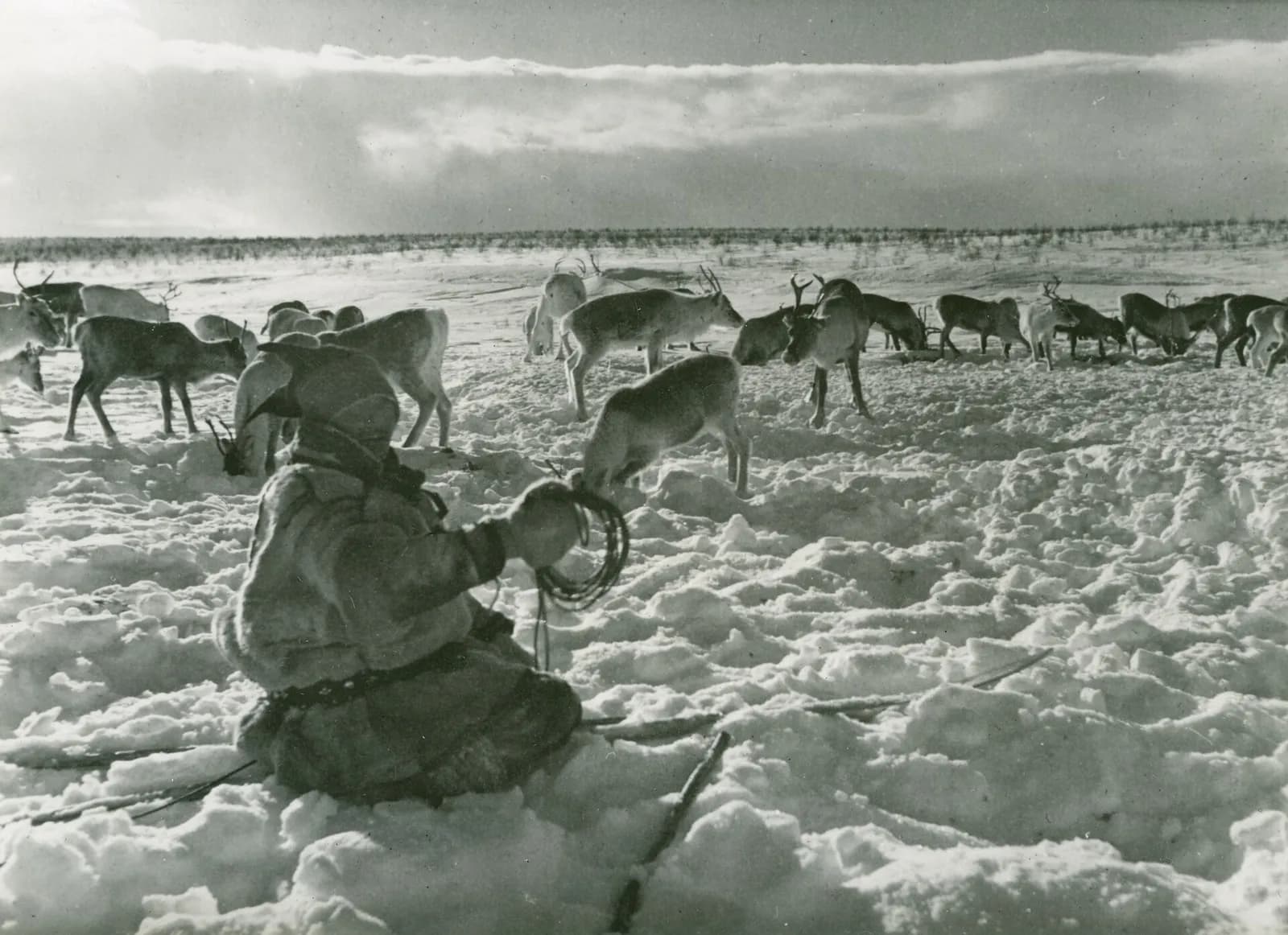 éleveur sami et son troupeau de rennes sur un pâturage d'hiver du Finnmark, photo ancienne