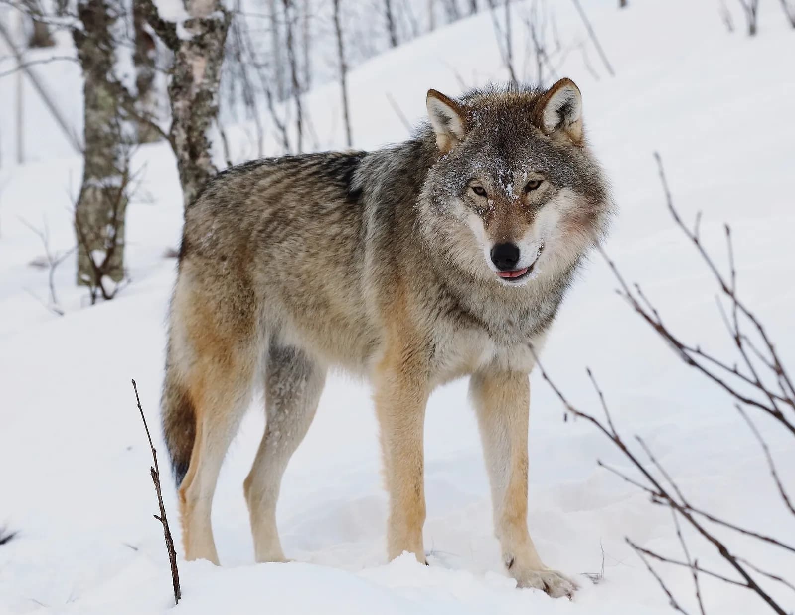 loup gris debout dans la neige au parc animalier polaire de Bardu, en Norvège