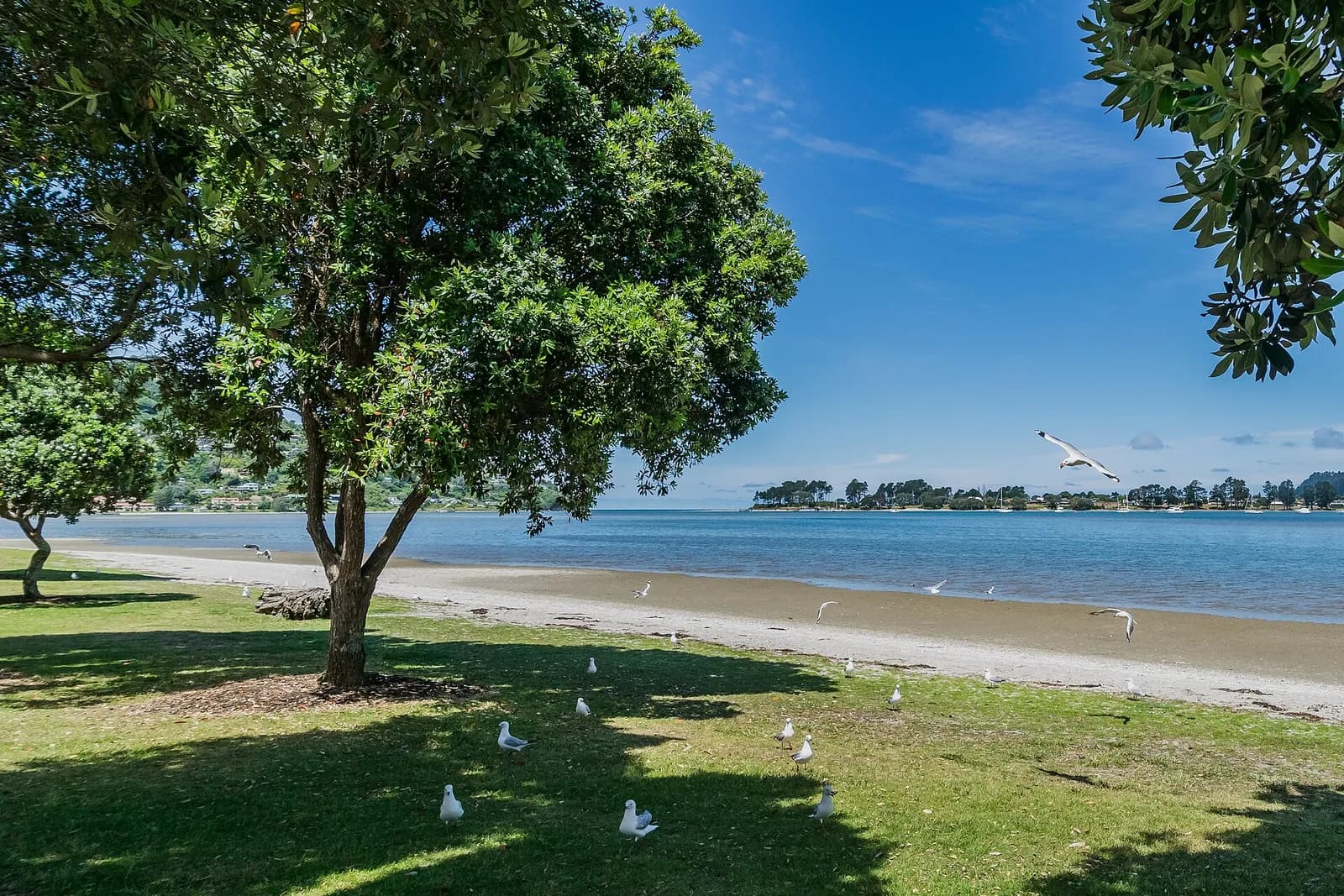 un grand arbre ombrage la pelouse au bord du port de Tairua par une journée ensoleillée