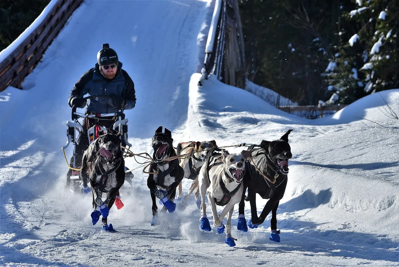 musher debout sur son traîneau tiré par un attelage de huskies sur une piste enneigée en Norvège