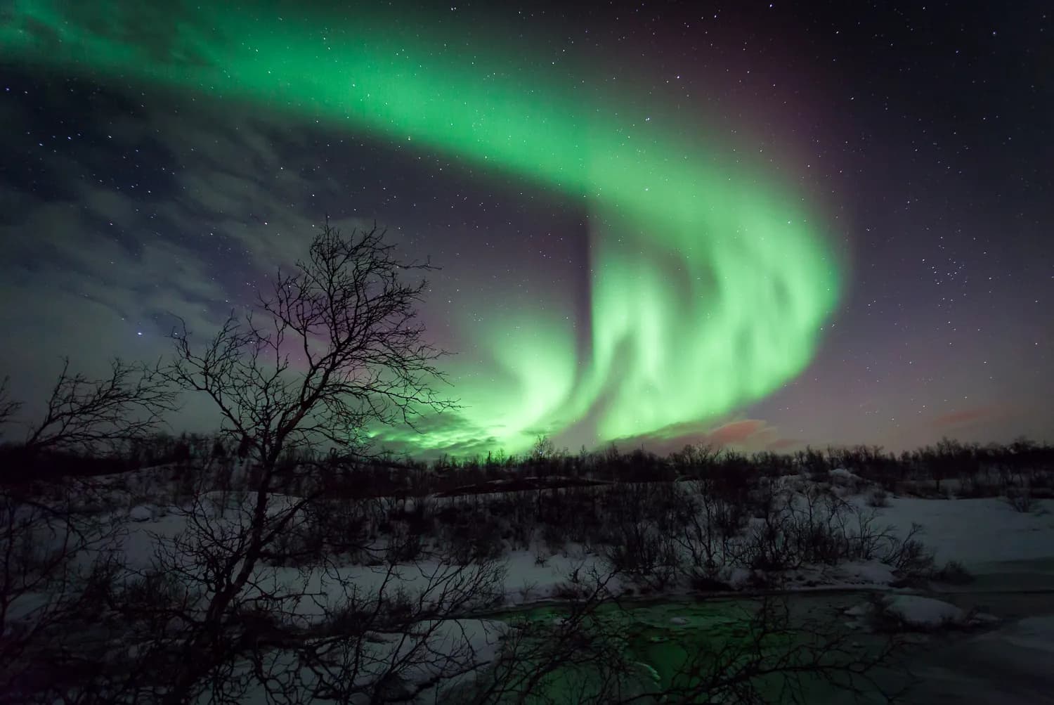arc d'aurore boréale au-dessus de bouleaux nains sur l'île de Ringvassøya, près de Tromsø