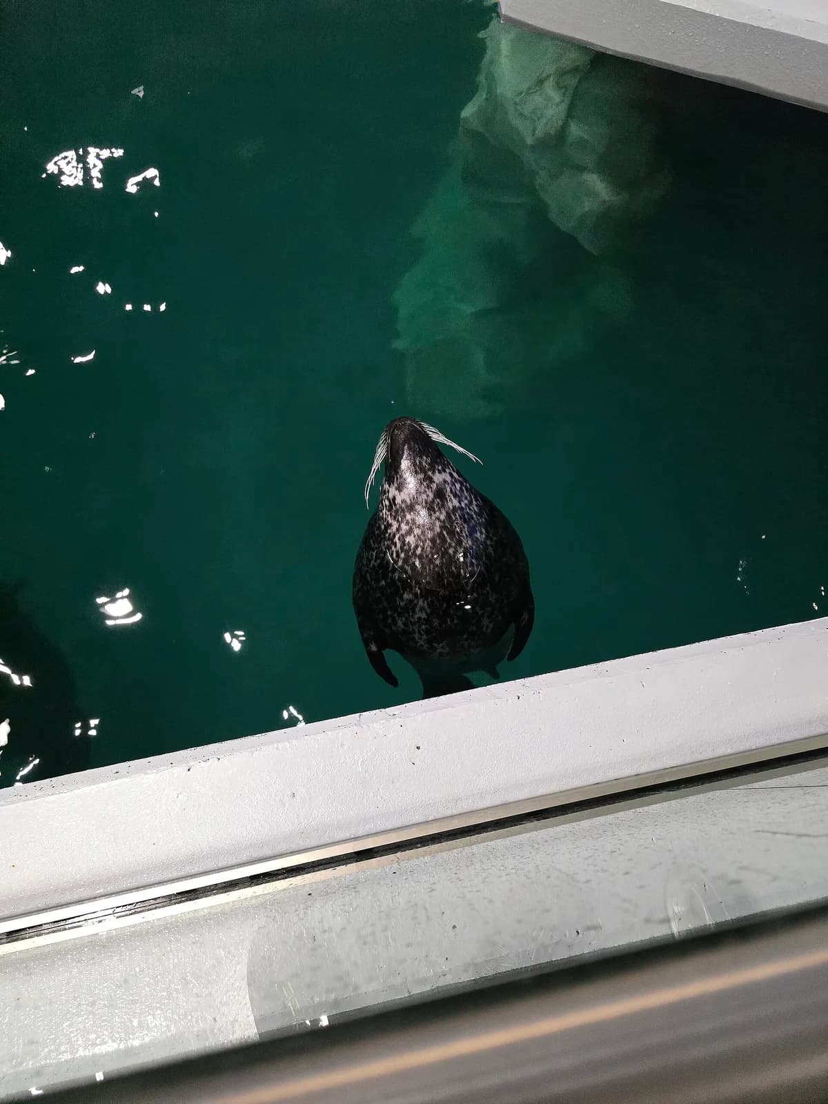 phoque barbu nageant dans un bassin de l'aquarium Polaria à Tromsø