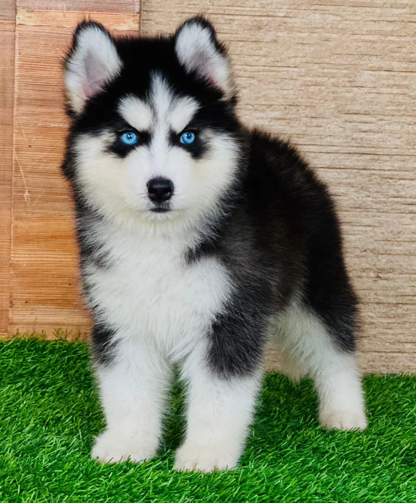 chiot husky sibérien noir et blanc aux yeux clairs assis sur l'herbe