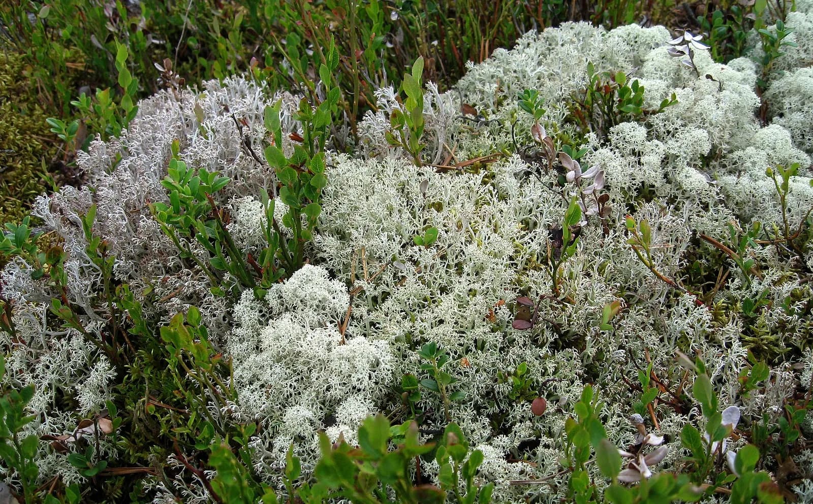 tapis de lichens des rennes gris et blancs mêlés à de petits arbustes