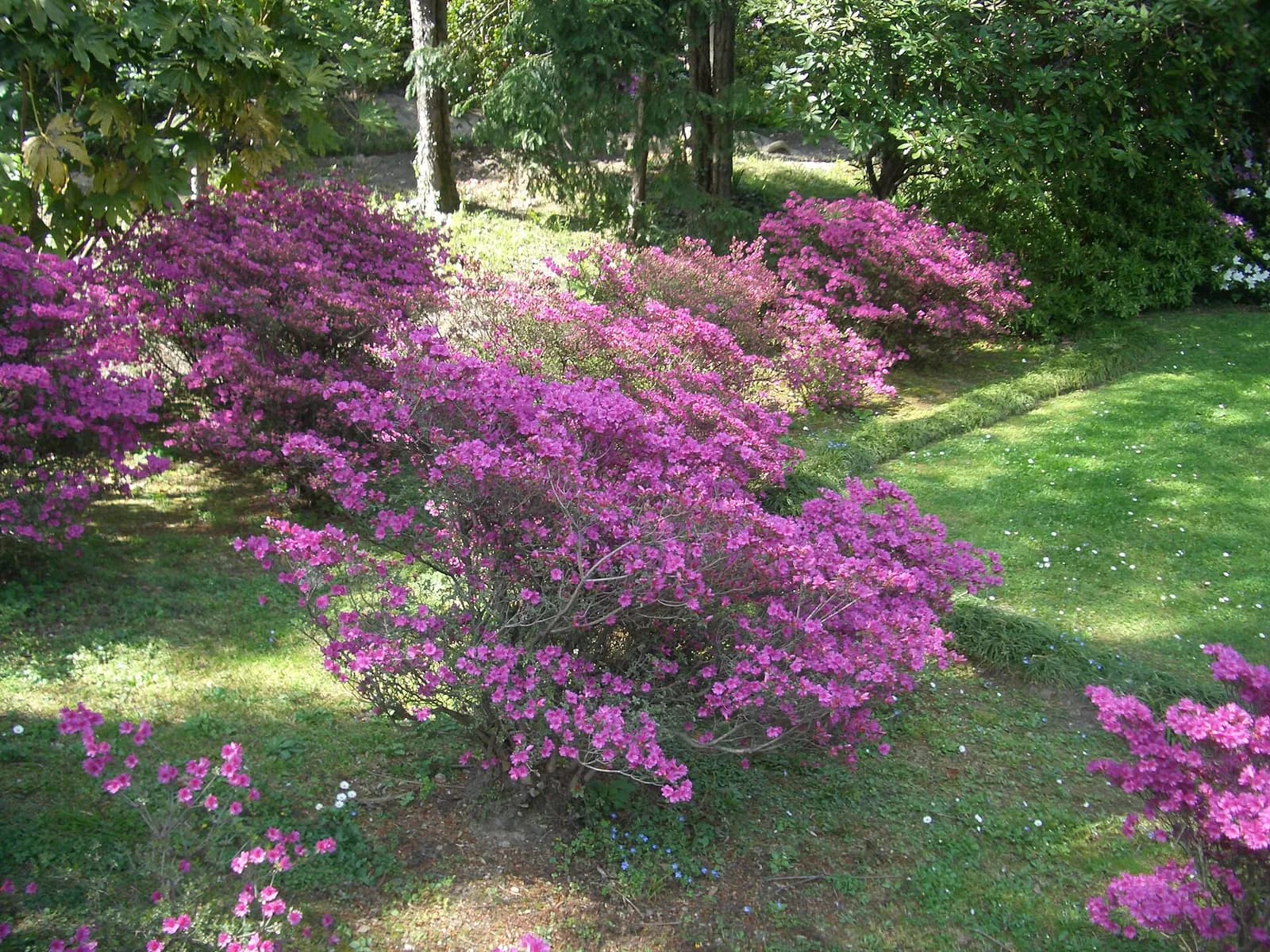 azalées roses en pleine floraison dans le parc de la Villa Carlotta