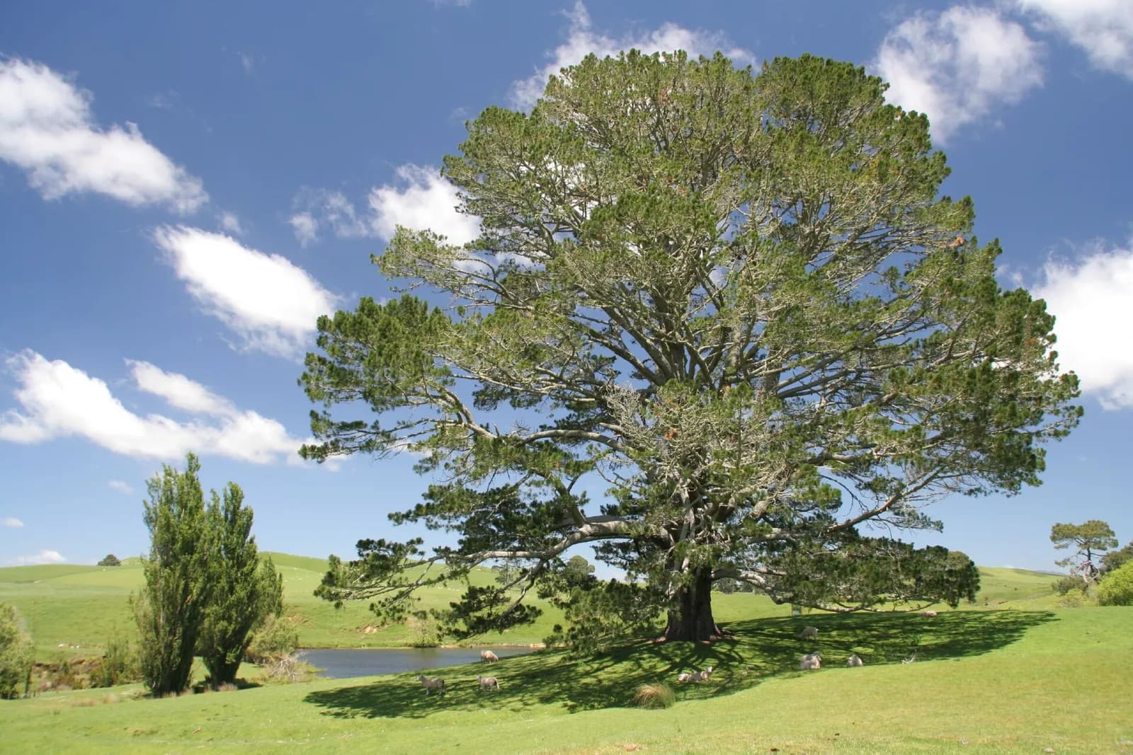 le grand arbre de la fête se dresse au bord de l'étang sous un ciel bleu à Hobbiton
