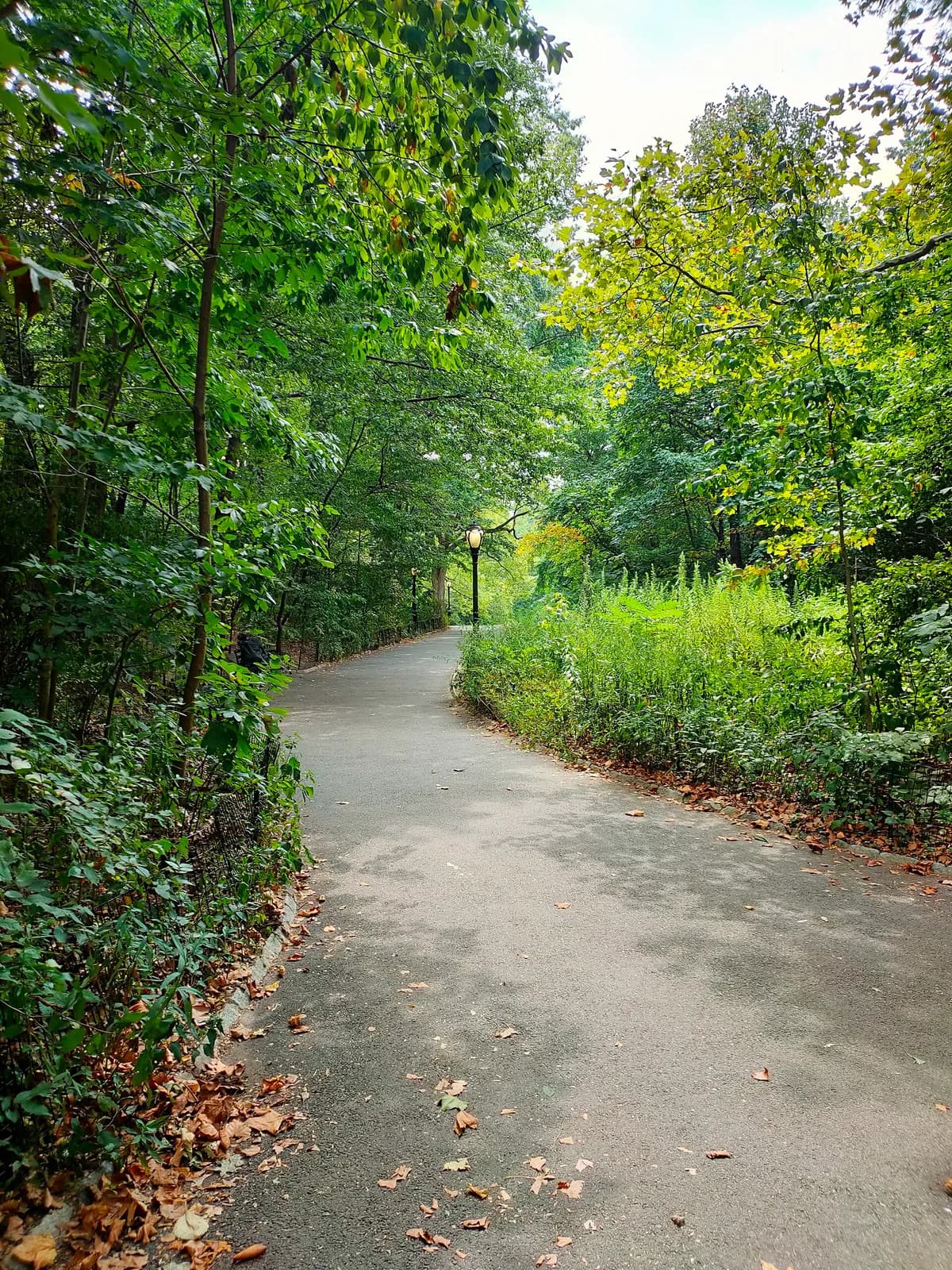 sentier ombragé qui serpente à travers la végétation du Ramble, dans Central Park