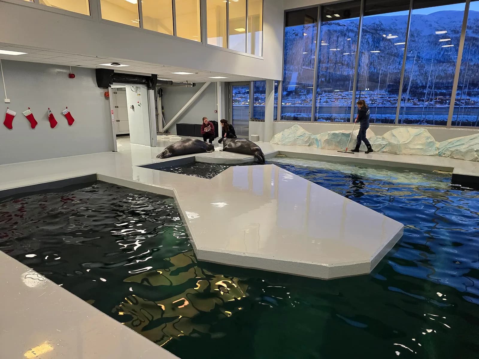 phoques se reposant sur une plateforme au bord du bassin de Polaria à Tromsø