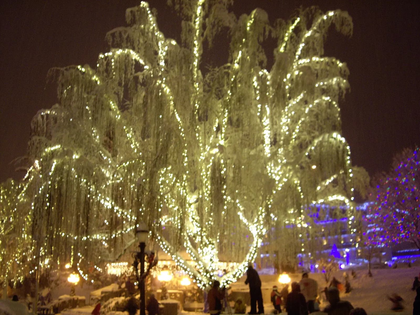 arbres couverts de guirlandes lumineuses lors de l'illumination de Noël à Leavenworth