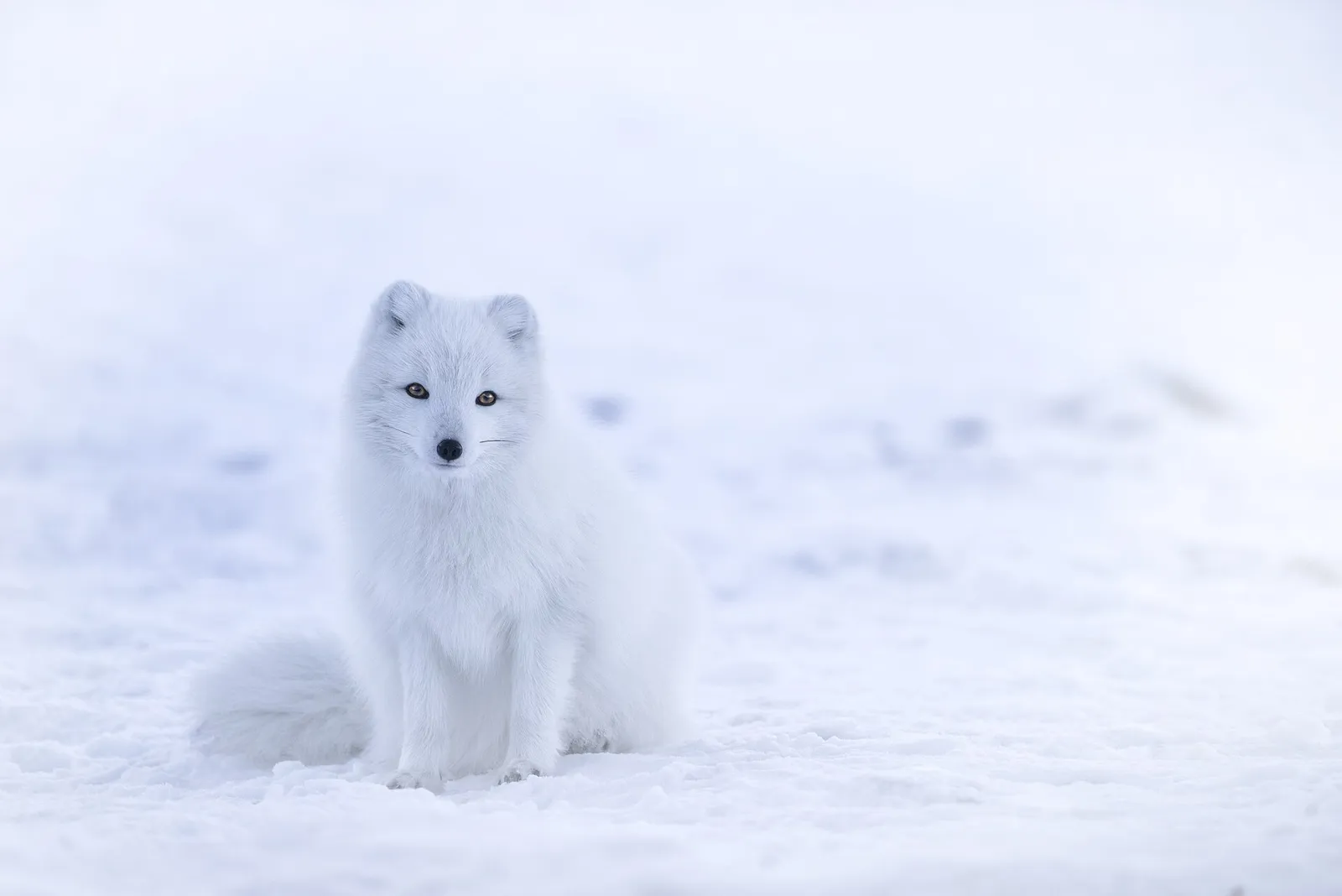 renard polaire au pelage d'hiver blanc assis dans la neige