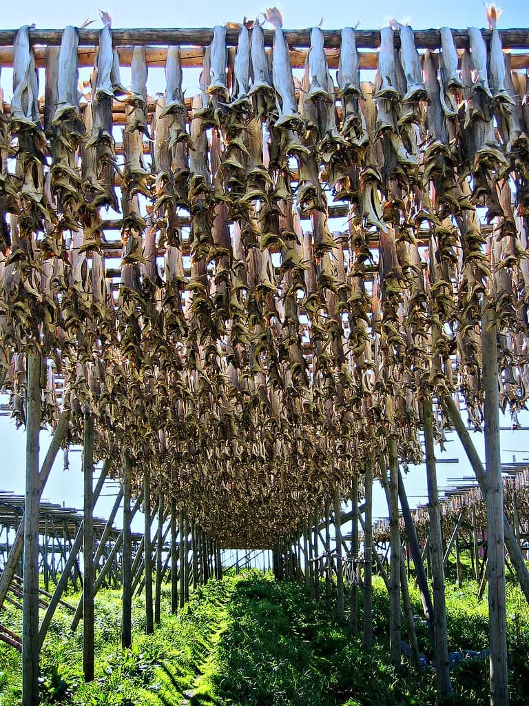 morues séchant sur des râteliers en bois, tradition du stockfisch du nord de la Norvège