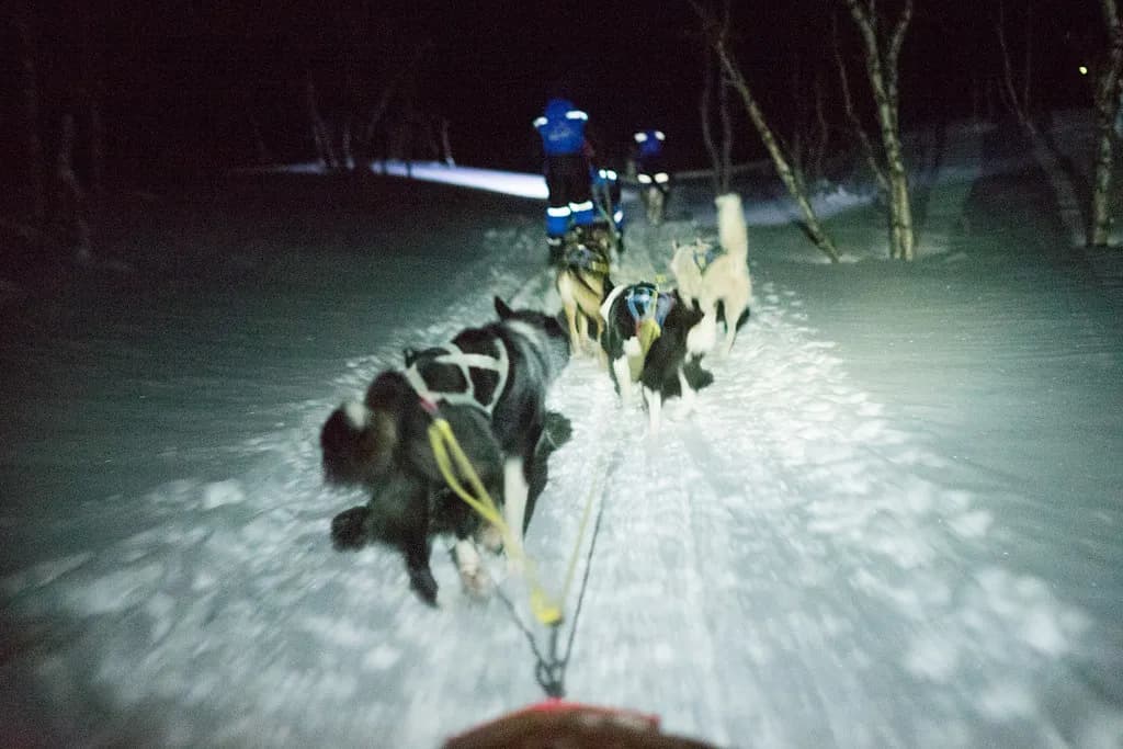 attelage de huskies tirant un traîneau de nuit sur une piste enneigée près de Skibotn