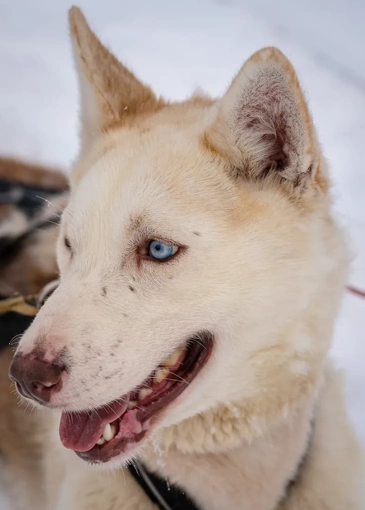 husky aux yeux bleus en gros plan dans un chenil de chiens de traîneau à Tromsø