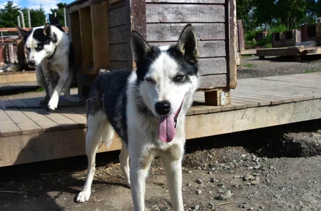 husky noir et blanc au chenil, devant les niches en bois près de Tromsø