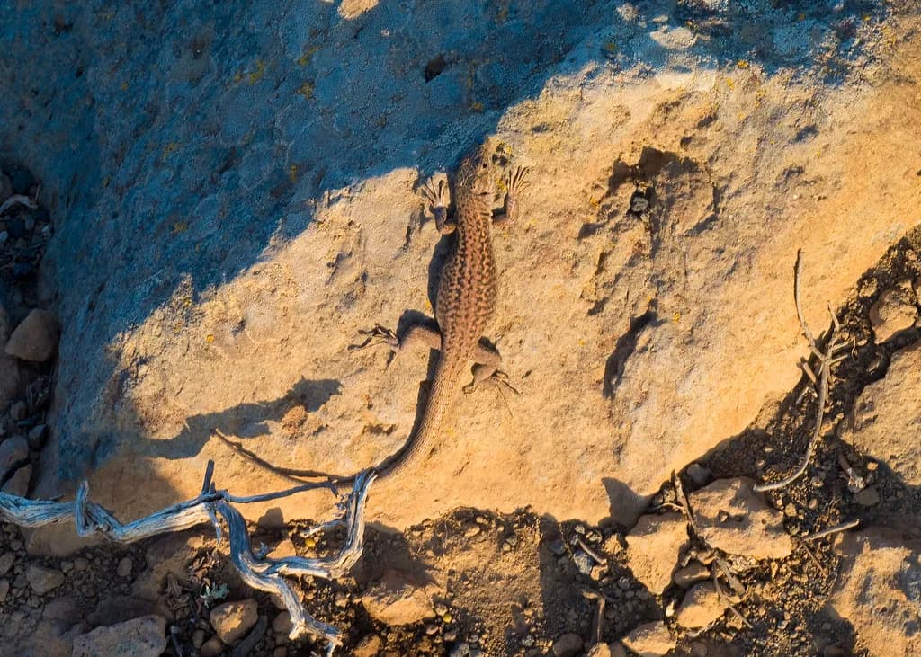 an Erhard's wall lizard basking on a volcanic rock on Santorini
