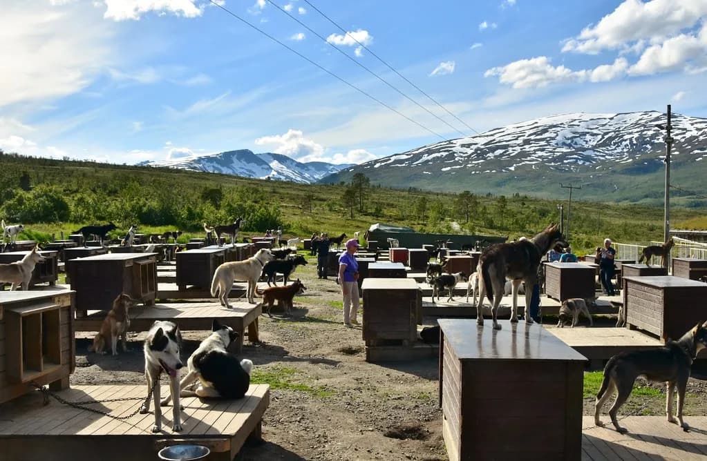 chenil de chiens de traîneau au pied des montagnes enneigées près de Tromsø