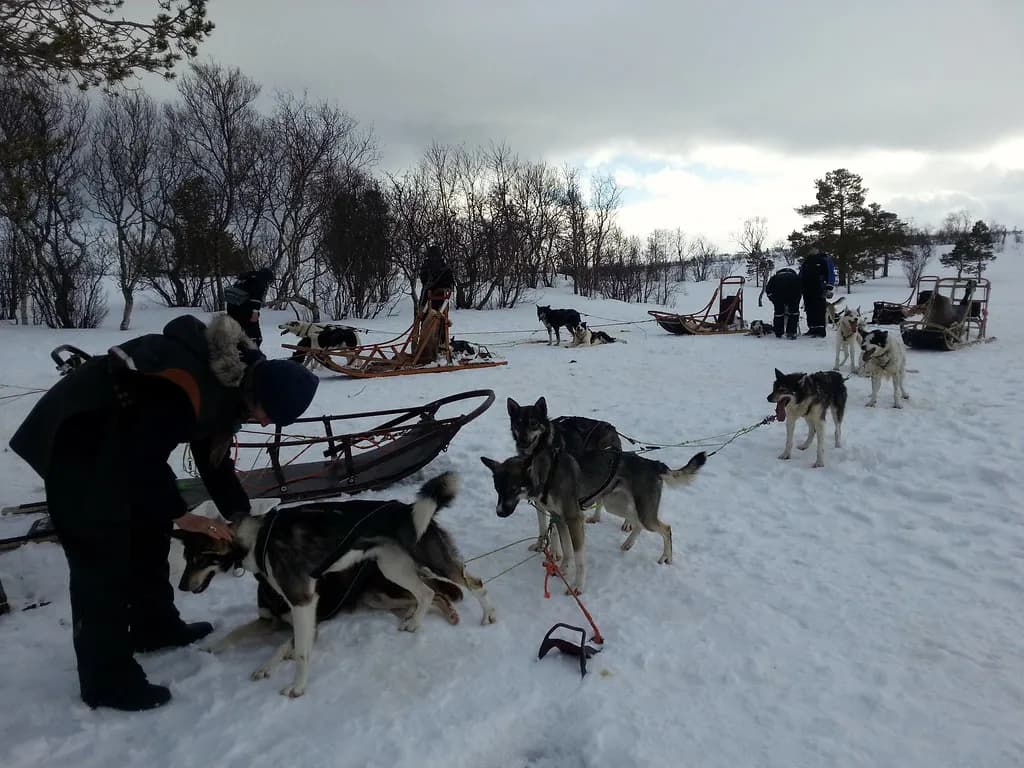 guides en tenue grand froid préparant les traîneaux et les chiens sur la neige près de Tromsø
