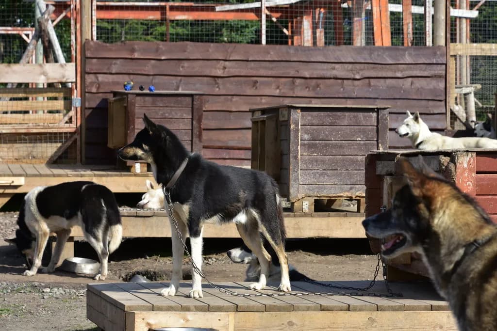 huskies se reposant sur les plateformes en bois de leur chenil près de Tromsø