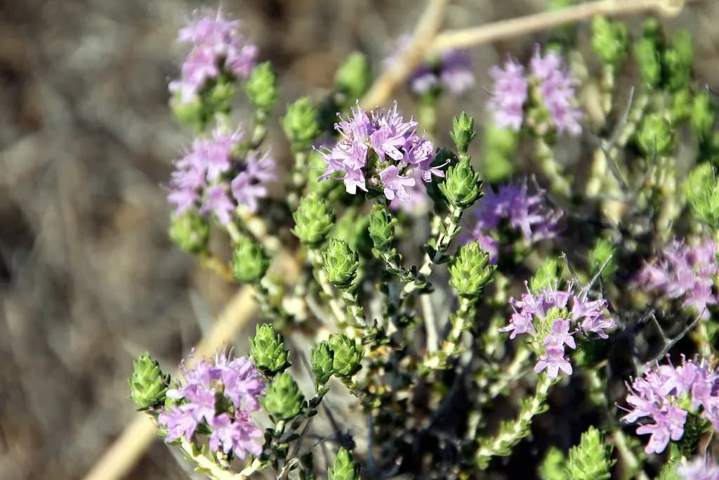 wild thyme in flower in the countryside of Megalochori, Santorini