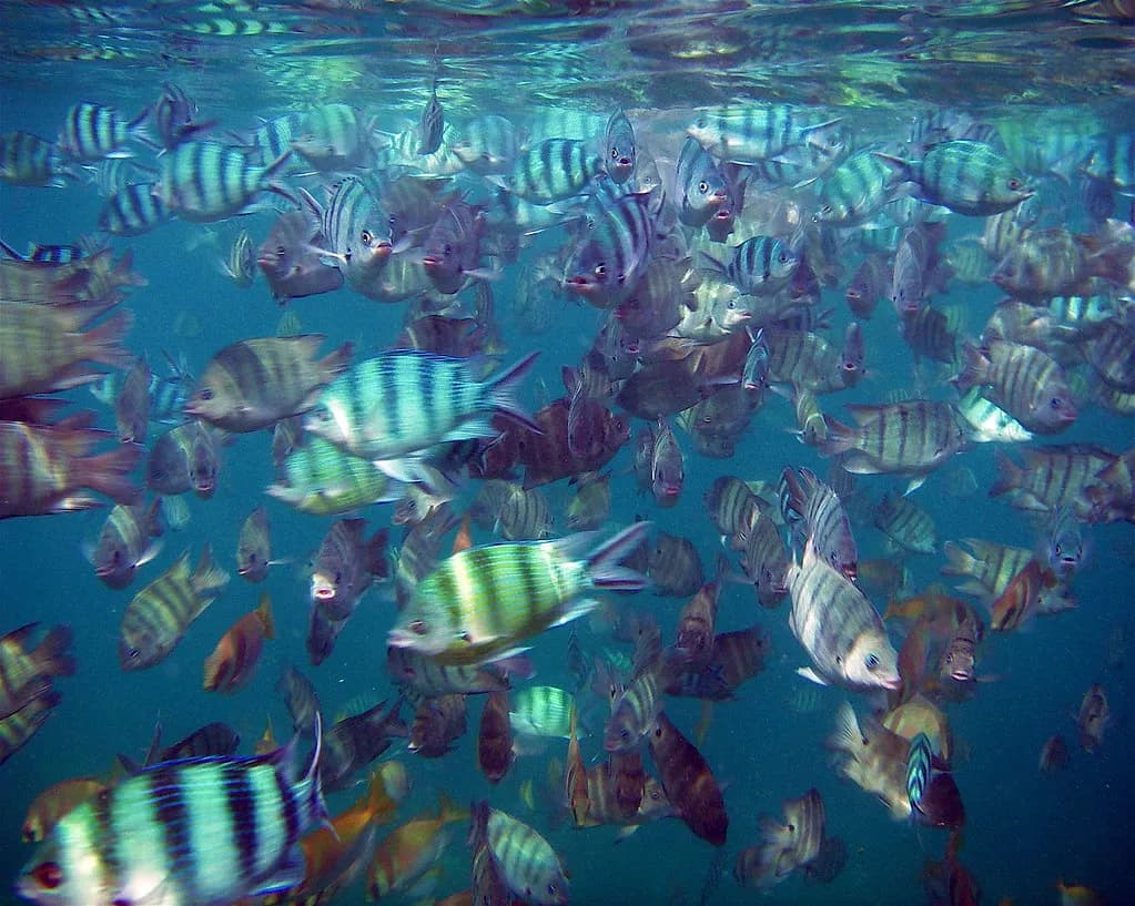 banc de poissons tropicaux rayés observés en snorkeling dans les eaux thaïlandaises