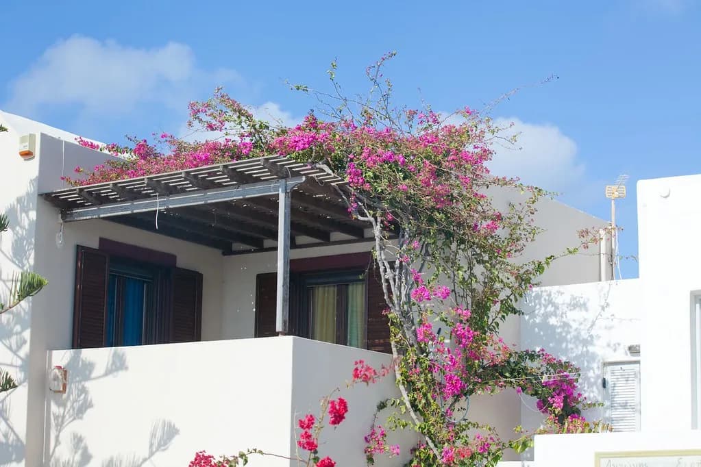 bougainvillea in bloom on the terrace of a white house in Oia