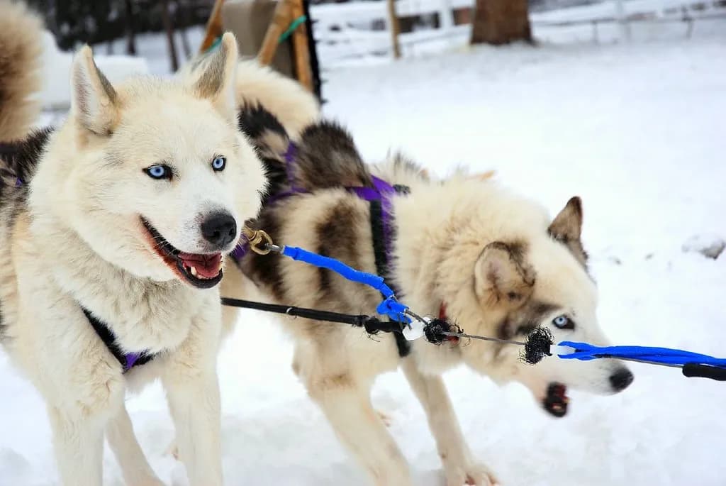 deux huskies harnachés tirent sur leur ligne, impatients de s'élancer dans la neige