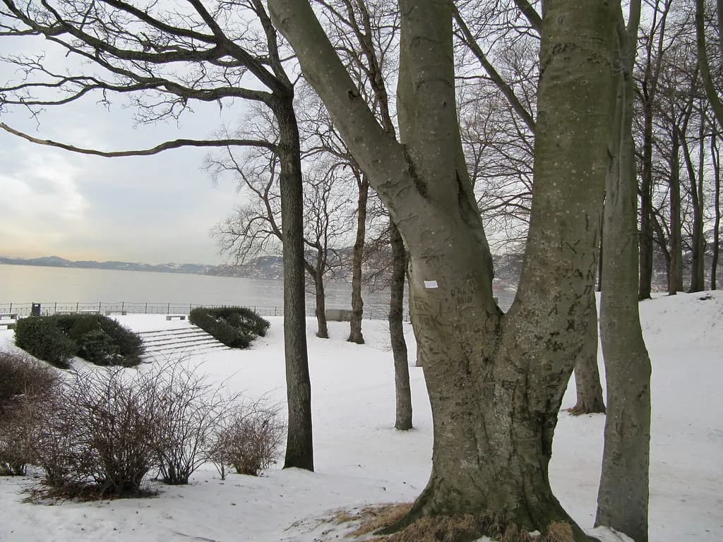 le parc de Nordnes sous la neige, au bord du fjord, en plein hiver