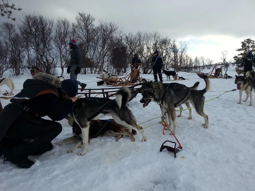 chiens de traîneau attelés dans la neige avant le départ d'une excursion près de Tromsø