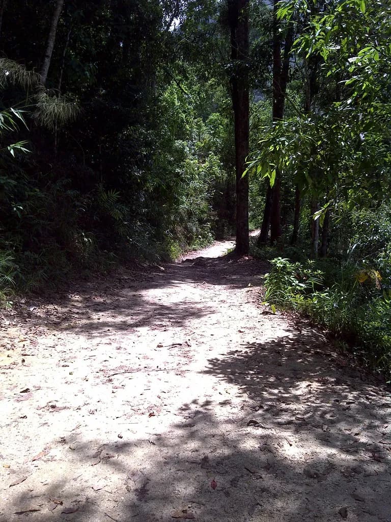 sentier de terre ombragé traversant la jungle luxuriante sur les collines de Phuket