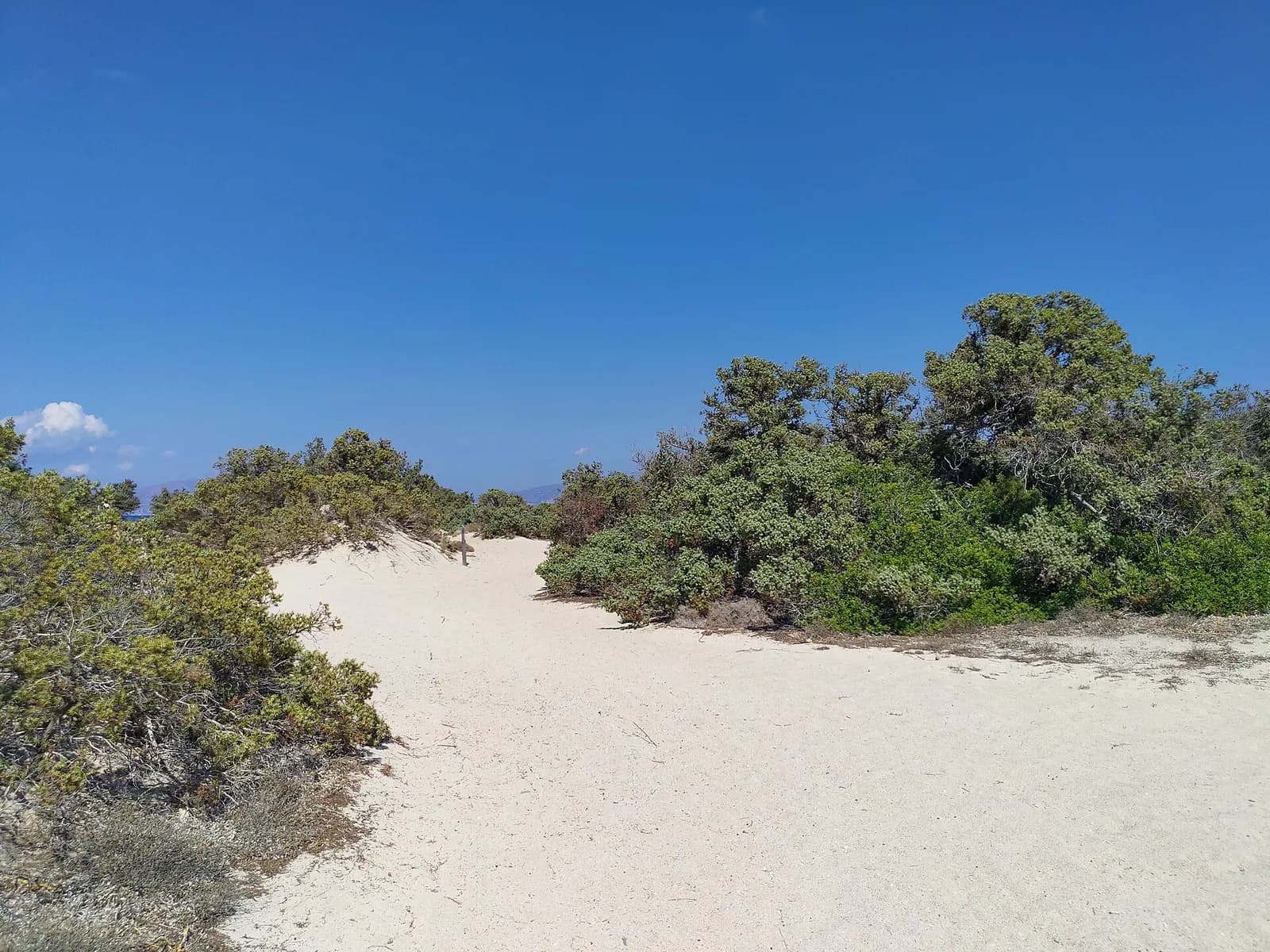 The dunes of Chrissi Island in the sun